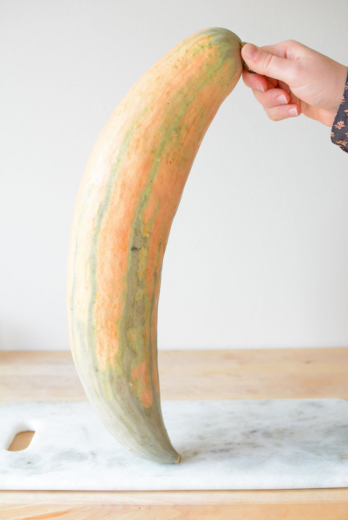 North Georgia Candy Roaster Squash