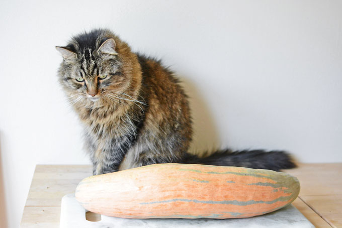 size of the north georgia candy roaster squash