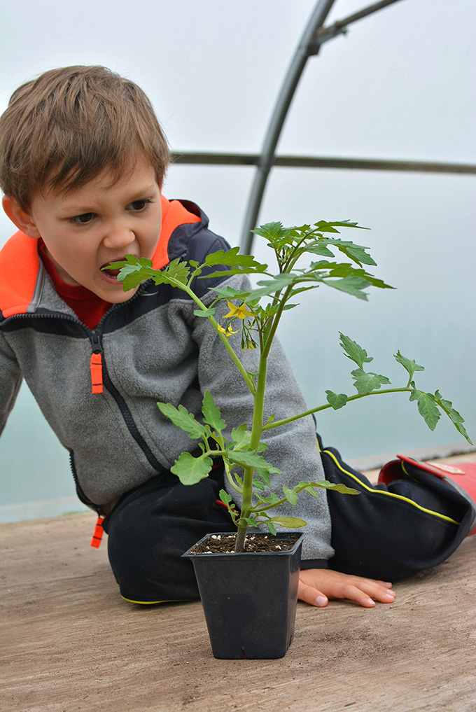 Tomato Plant