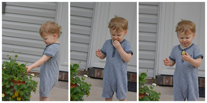 Eating a Green Strawberry from Planter