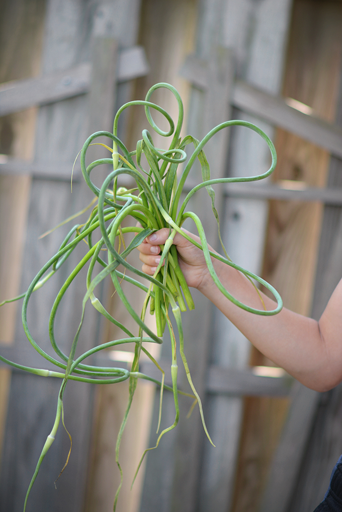 All About Garlic Scapes