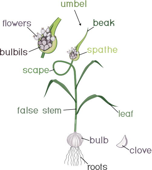 Garlic Plant
