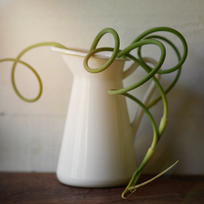All About Garlic Scapes