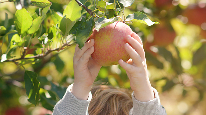 Apple Picking